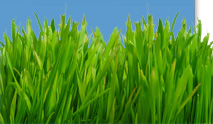 Grass along the bottom of the screen